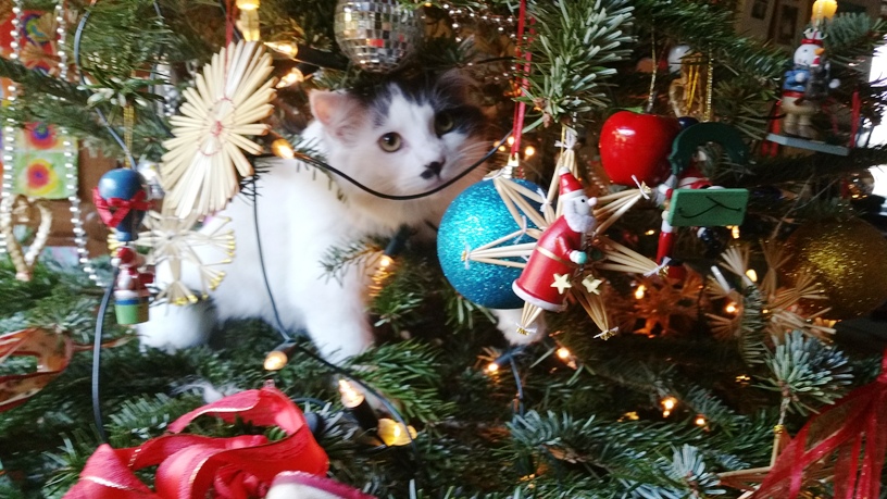 "Not only do they put climbing trees in the living room, but they then actually cover them in dangly bits - I love Christmas!" - Candy Coyne.