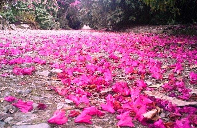 A carpet of "Rhodi" petals.